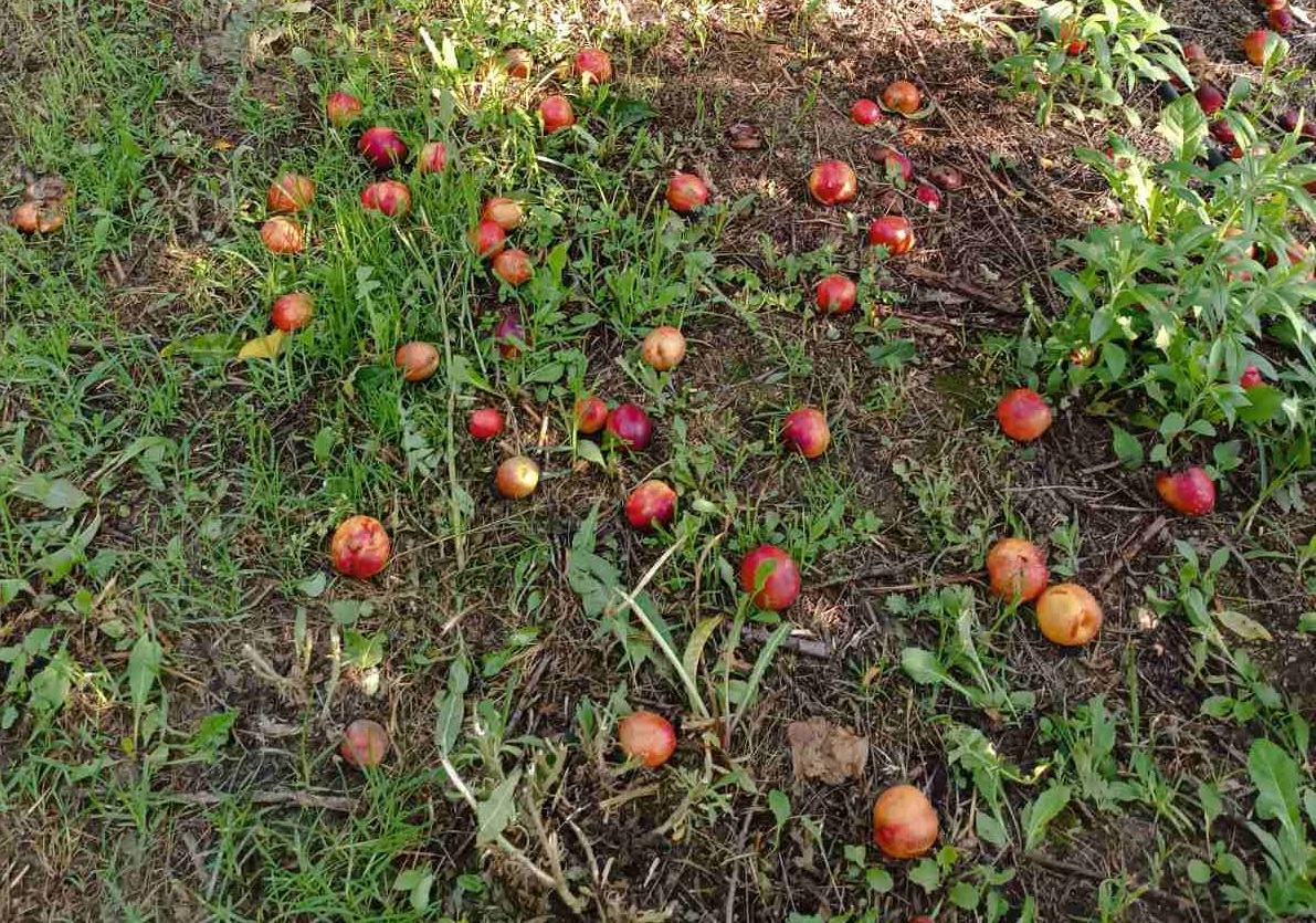 kozani-ektetamenes-zimies-ston-kabo-tou-velventou-apo-xafniko-bourini-295495