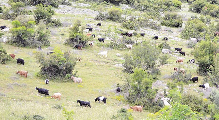 ta-exoda-ton-ktinotrofon-anevainoun-oi-times-sto-gala-katevainoun-293850