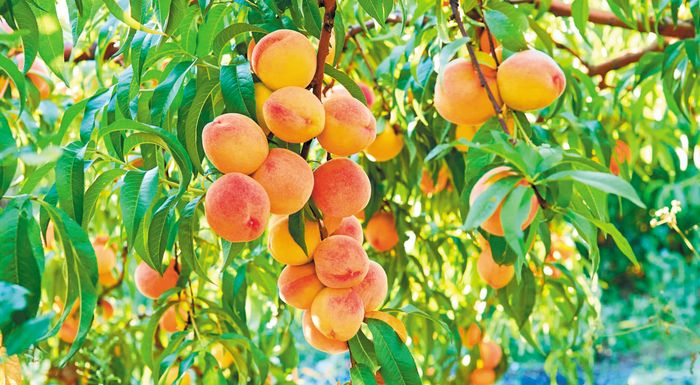 pyrinokarpa-ta-provlimata-sto-kerasi-apeleftherosan-ergatika-cheria-gia-to-rodakino-295263
