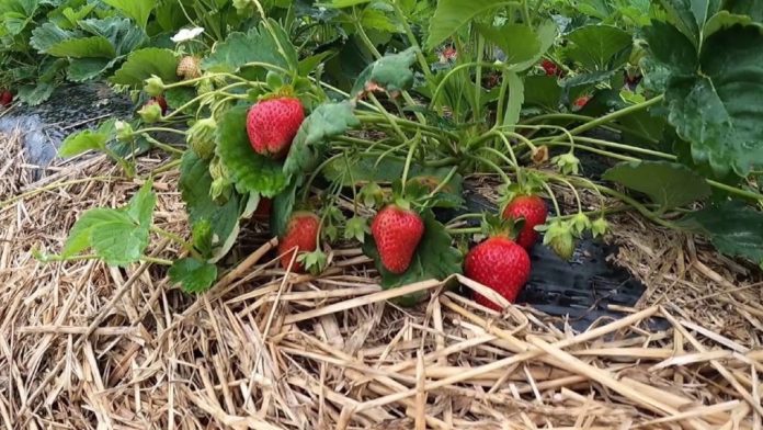 strawberriesjpg