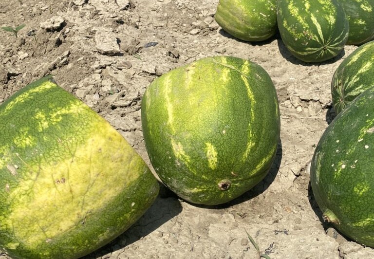 neo-pligma-apo-ton-kafsona-gia-tous-agrotes-297883