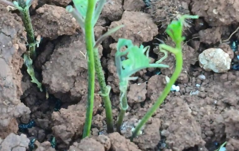 kozani-epidromi-apo-akrides-afanisan-kalliergeies-296048