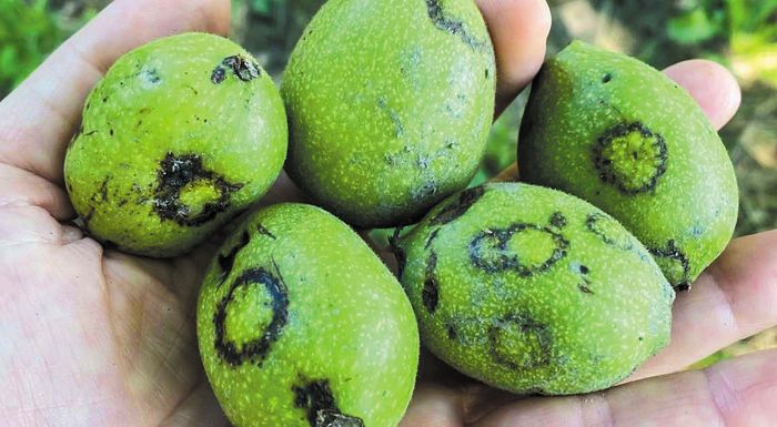 chnoudoti-kilida-ton-fyllon-tis-karydias-kai-tou-pekan-mia-protoemfanizomeni-astheneia-296625