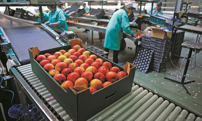 Employees sort and pack apples at RAJPOL company, near Grojec