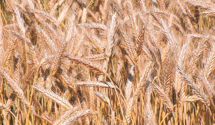 K2Triticale