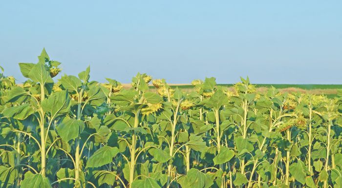 sta-35-lepta-to-kilo-kollise-o-ilianthos-298544