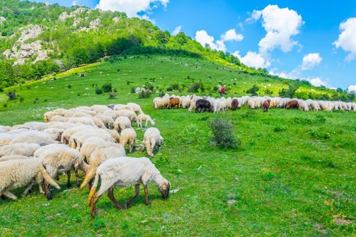 Sheep,Are,Grazing,In,The,Central,Balkan,National,Park,In