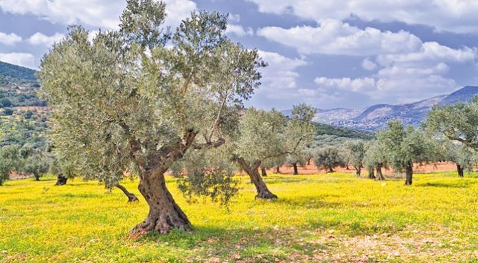 Olive Grove