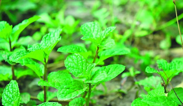 menta