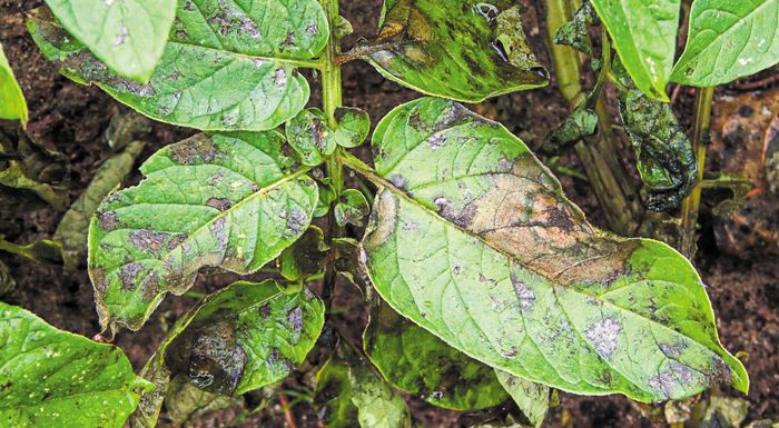 odigies-gia-tin-antimetopisi-tou-peronosporou-stin-patata-298936