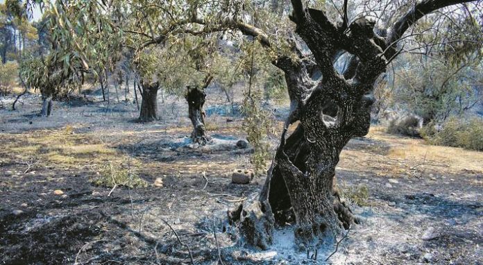 pyrkagies-pyropliktoi-dasos-kammena-kammeno-dentro