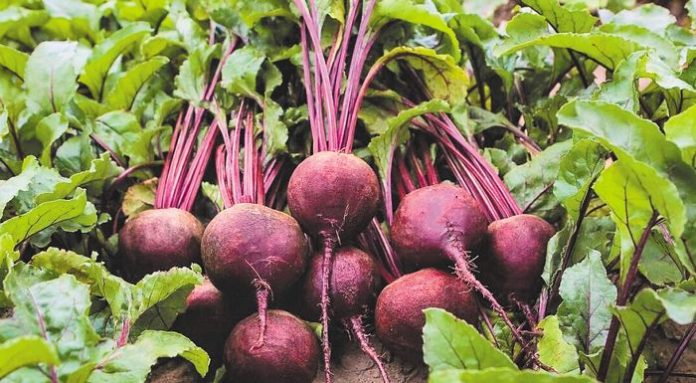 --red_beet_rhonda-4386-low_resolution_sq-900x900_700x385