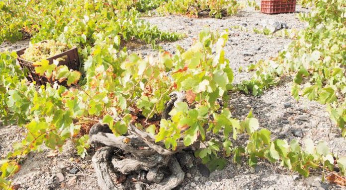 --winery-vineyard-20_700x385