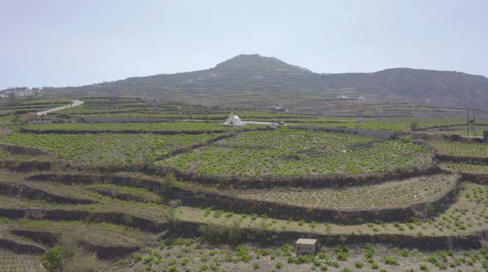 molis-sto-30-tou-etisiou-mesou-orou-eftase-i-paragogi-sto-fetino-trygo-tis-santorinis-301658