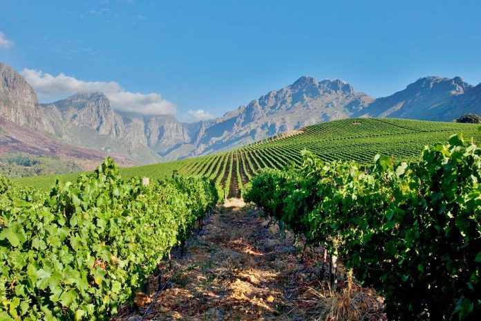 Vineyards-South-Africa.jpg.1200x800_q85_crop