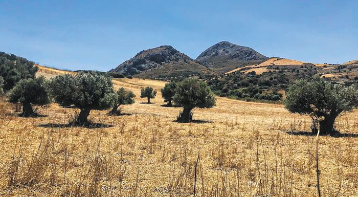 poikilia-throubolia-to-dna-tis-elias-voitha-stin-anasystasi-ton-elaionon-pou-kaikan-sto-rethymno-301797