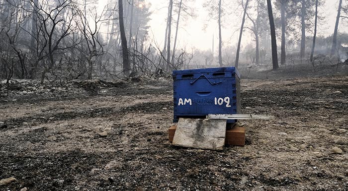 anypologisti-i-zimia-sto-synolo-tis-melissokomias-tou-evrou-apo-tis-pyrkagies-301066