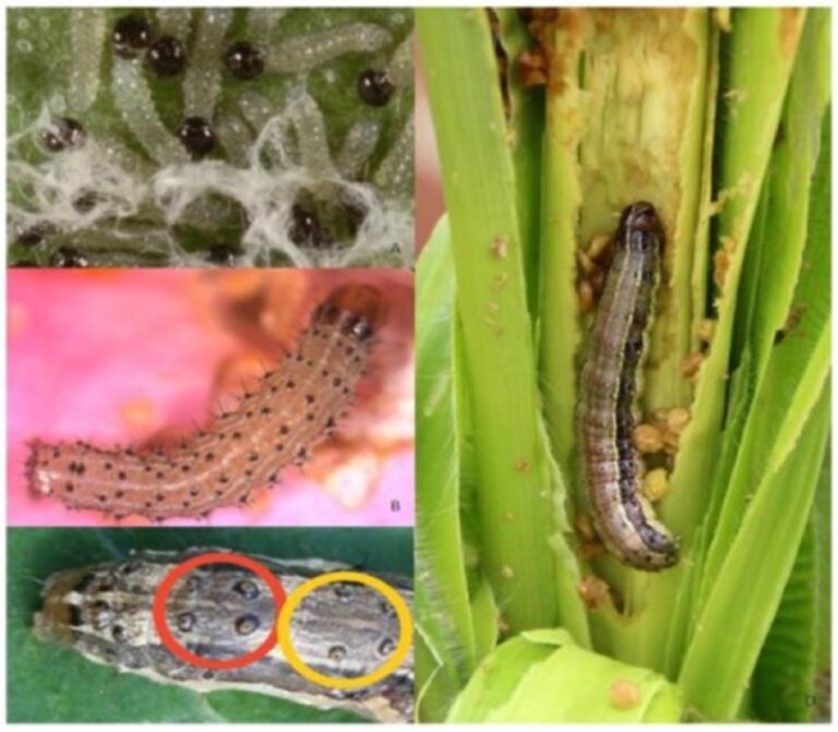 irakleio-synagermos-gia-tin-emfanisi-tou-epivlavous-organismou-spodoptera-frugiperda-se-kalliergeies-302378