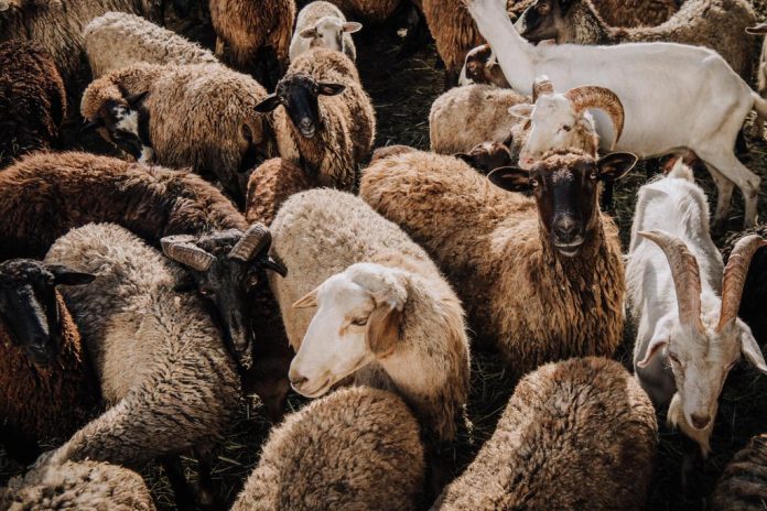 goats-grazing-corral-farm