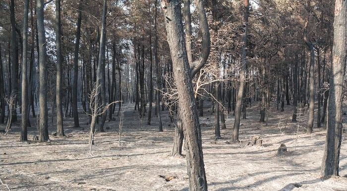 anartithike-i-psifiaki-platforma-dilosis-katharismou-oikopedon-301886