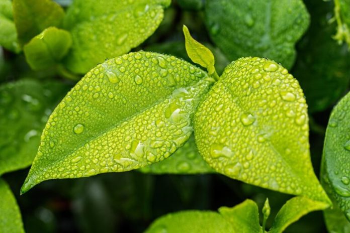 leaf-1001679_1280-768x512
