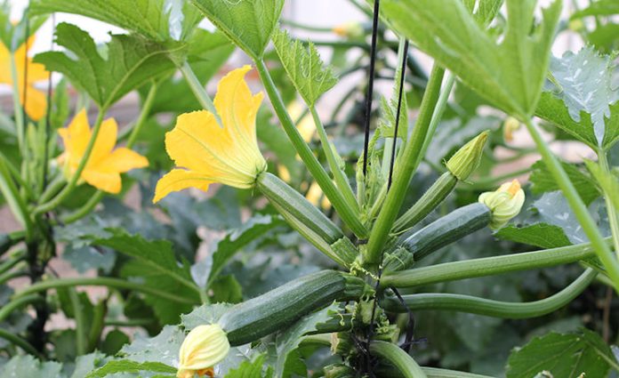 calabacin-cultivo-flor-750-23