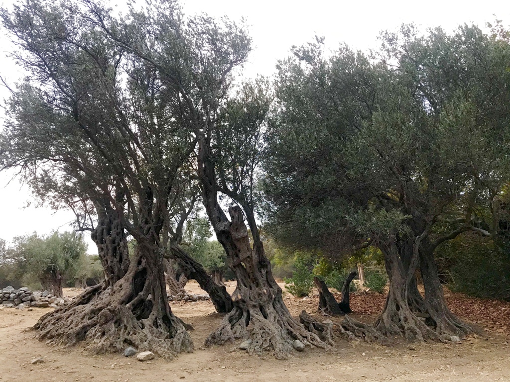 peripolies-gia-apofygi-klopon-kanoun-oi-elaioparagogoi-tis-naxou-noritera-i-sygkomidi-vinteo-305017
