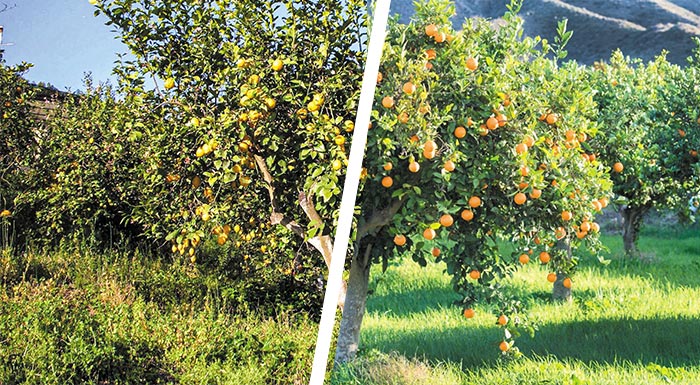 argolida-thetiko-to-xekinima-tou-lemoniou-kales-oi-provlepseis-gia-to-portokali-304066