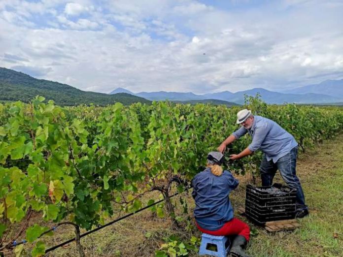 opsimos-fetinos-trygos-stin-pieria