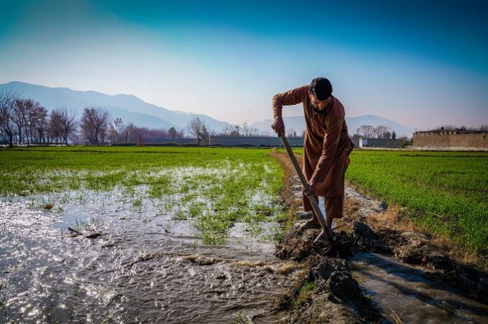 OSRO/AFG/203/ASB - Certified wheat seed produces increased harvest in Afghanistan Nangarhar province