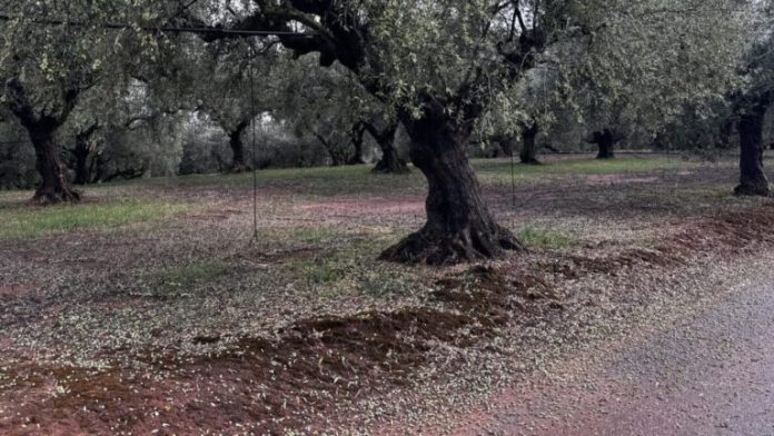 xalazi_elies-768x432