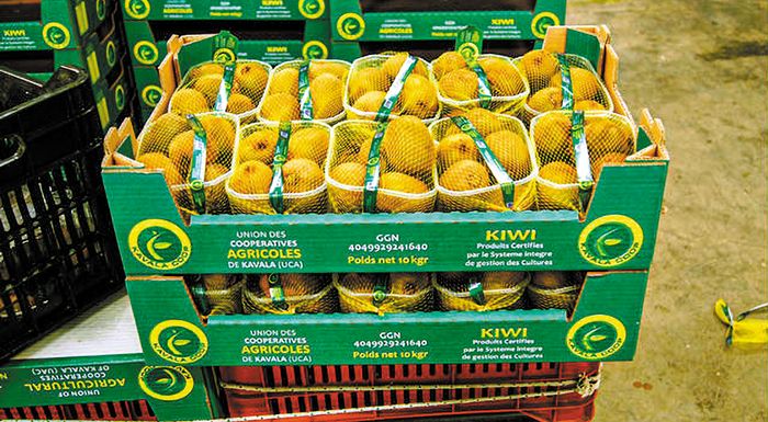 aktinidio-to-1-evro-gia-ton-paragogo-epidiokei-na-xeperasei-i-kavala-306352