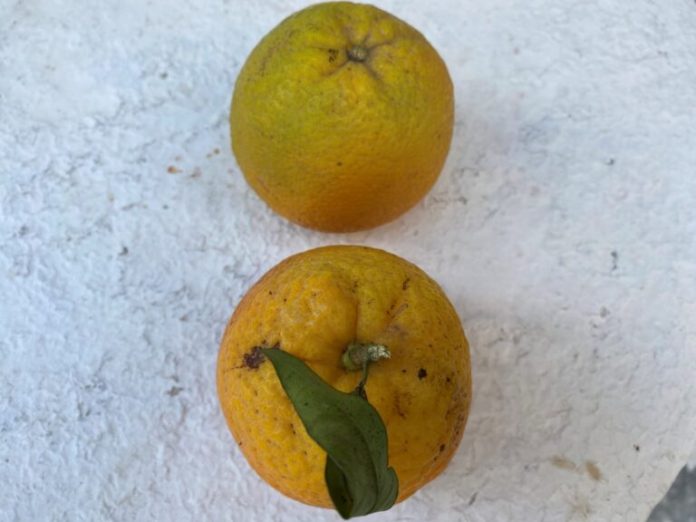 portokalia