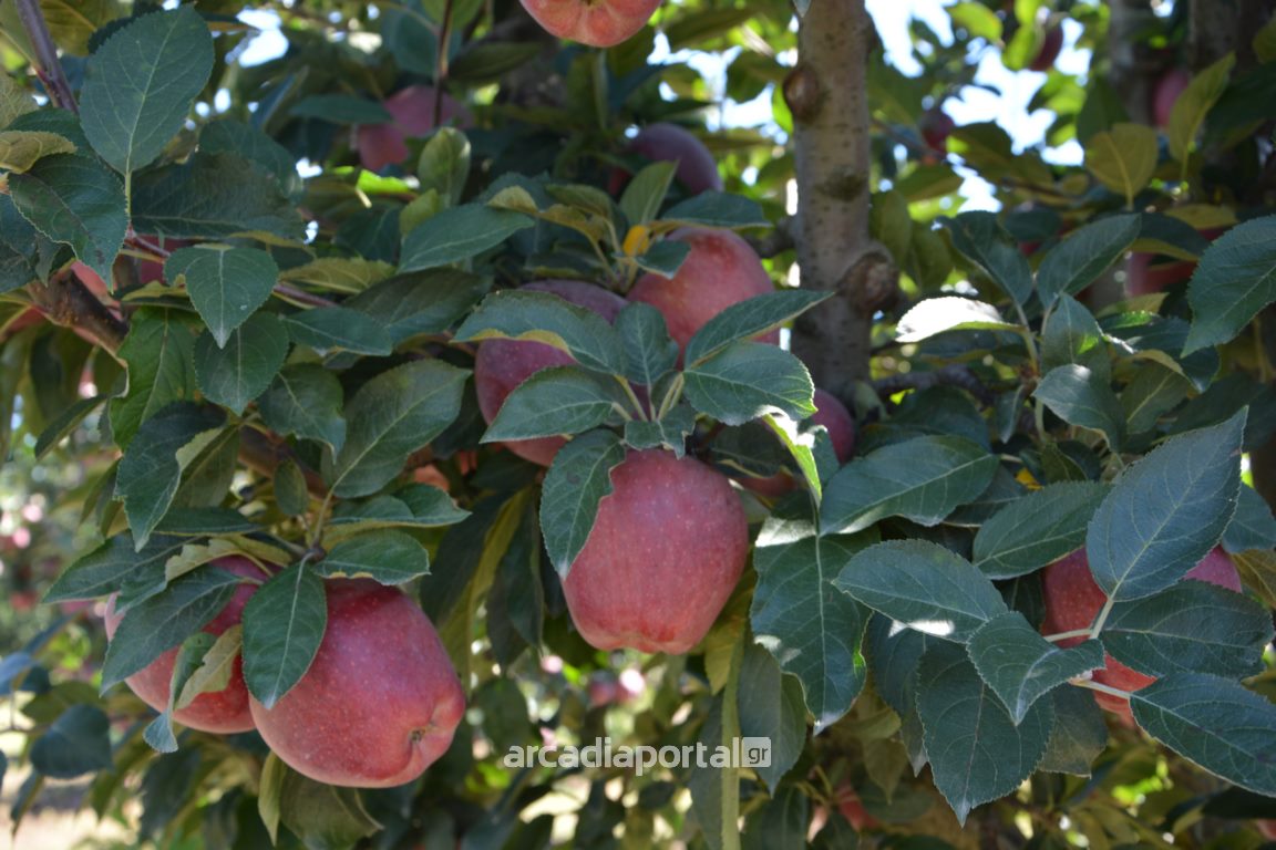anakalyptontas-ischyrismous-ygeias-sta-mila-tripoleos-307802