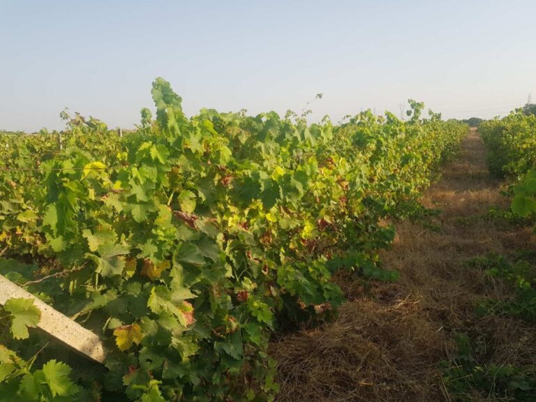 d-makedonia-diimero-abelo-oiniko-synedrio-sti-siatista-308668