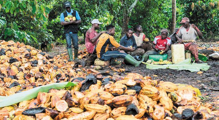 afriki-amesi-apeili-gia-tous-mikrokalliergites-kakao-kai-kafe-o-neos-evropaikos-nomos-gia-tin-apopsilosi-310406