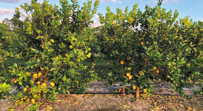 sto-60-i-meiosi-tis-paragogis-lemoniou-stin-korinthia-308312