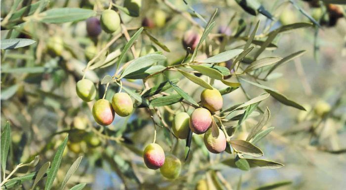 La tecnologia prevede la produttività delle olive in base alle condizioni climatiche