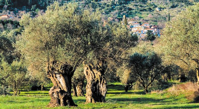 amfissa-dystokia-sta-ardeftika-tou-elaiona-310835