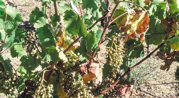 askri-asopia-perimenoun-ton-elga-oi-abelourgoi-sti-voiotia-313222