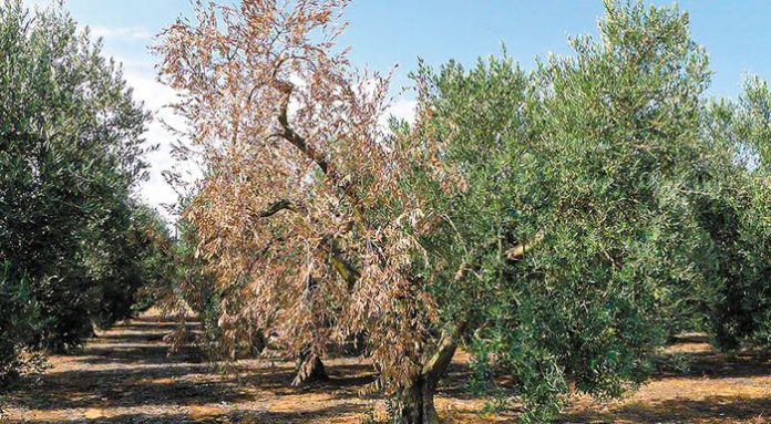 Ελιά Τρόποι βελτίωσης της καρποφορίας μέσω του κλαδέματος