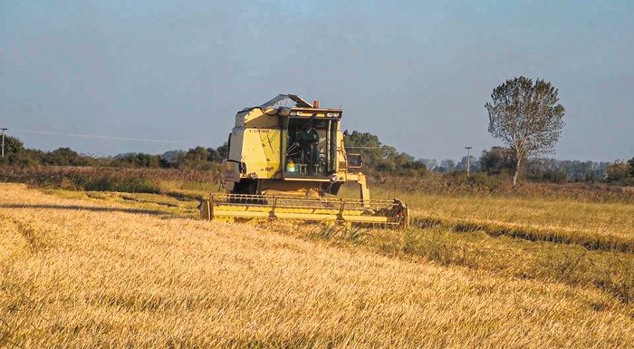 eu-rice-neo-evropaiko-ergo-se-ellada-kai-ispania-gia-tin-proothisi-tou-ryziou-315268