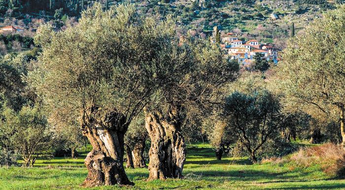 amfissa-systathike-o-foreas-diacheirisis-tou-delfikou-elaiona-313094