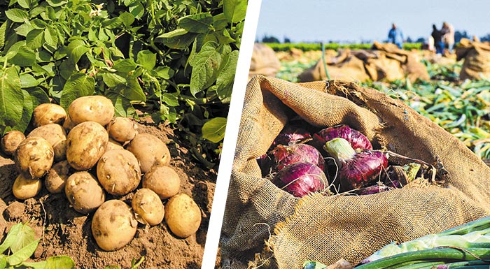 statheres-oi-ektaseis-gia-tis-patates-afximenes-sta-kremmydia-316209