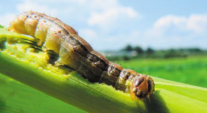 lakonia-to-entomo-spodoptera-frugiperda-ponokefaliazei-tous-paragogous-315836