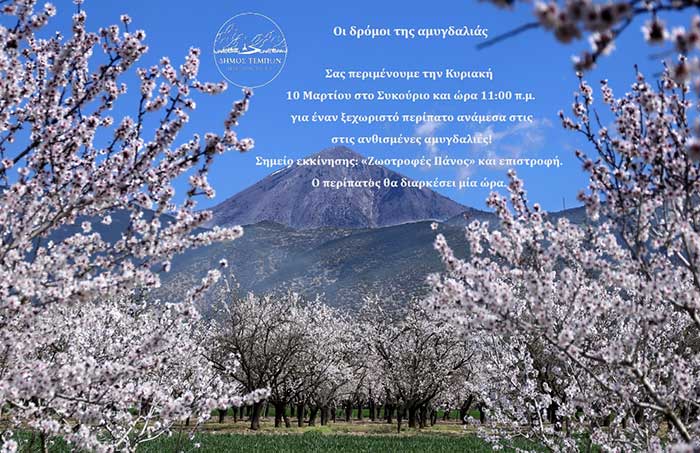 oi-dromoi-tis-amygdalias-sto-sykourio-315960