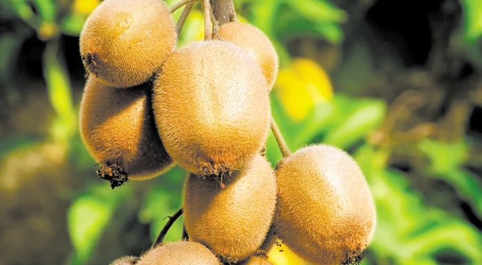 incofruit-hellas-anagki-efarmogis-ethnikis-nomothesias-me-tirisi-tis-imerominias-enarxis-sygkomidis-tin-15i-oktovriou-318192
