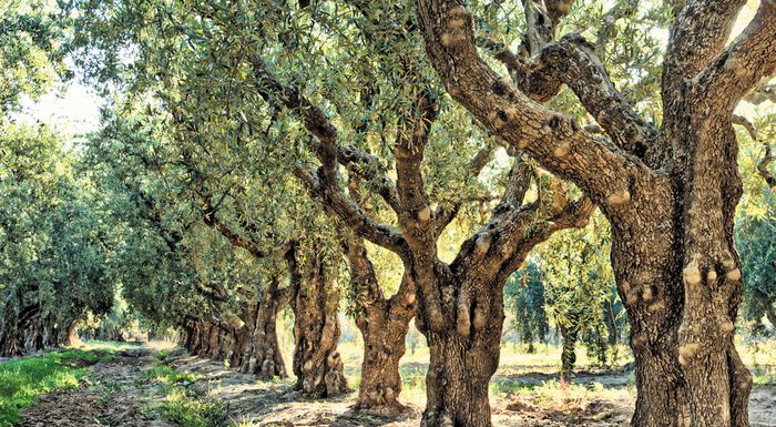 imerida-me-thema-diacheirisi-pyroplikton-elaiodentron-319987