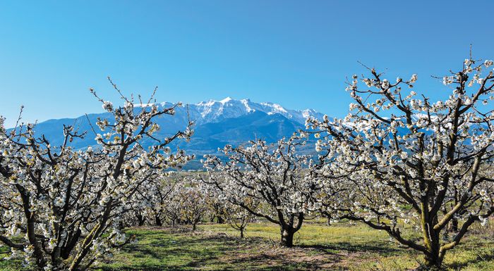 giorti-me-ebnefsi-tis-anthismenes-kerasies-tis-pierias-318064