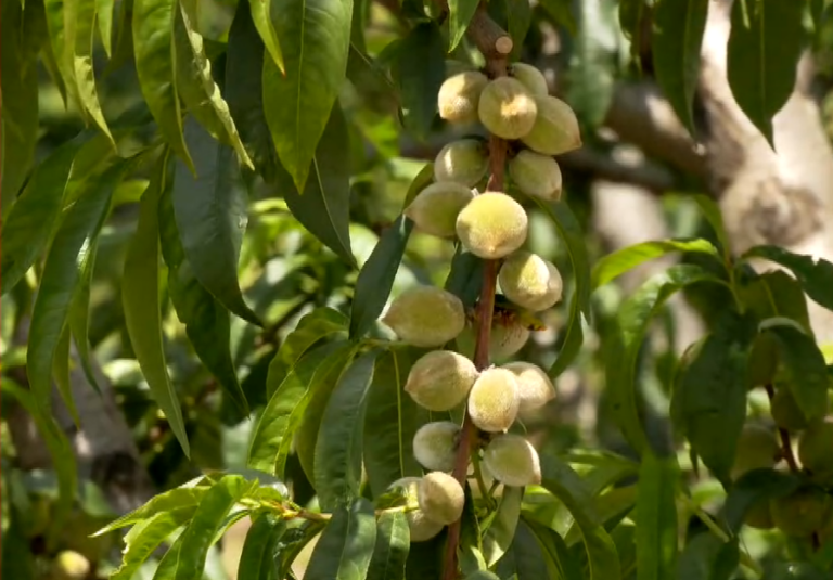 protofanis-akarpia-se-kerasies-kai-milies-tis-eordaias-na-allaxei-o-kanonismos-elga-zitoun-oi-agrotes-320913